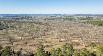 Springhill Creek Pecan Orchard