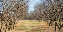 Springhill Creek Pecan Orchard