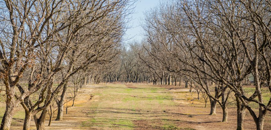 Springhill Creek Pecan Orchard