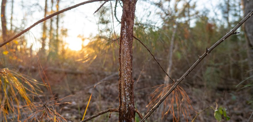 Dodge County Sanctuary