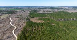 Wilcox Olcmulgee River Corridor Farm