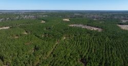 Wilcox Olcmulgee River Corridor Farm