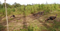 Dodge County Sanctuary