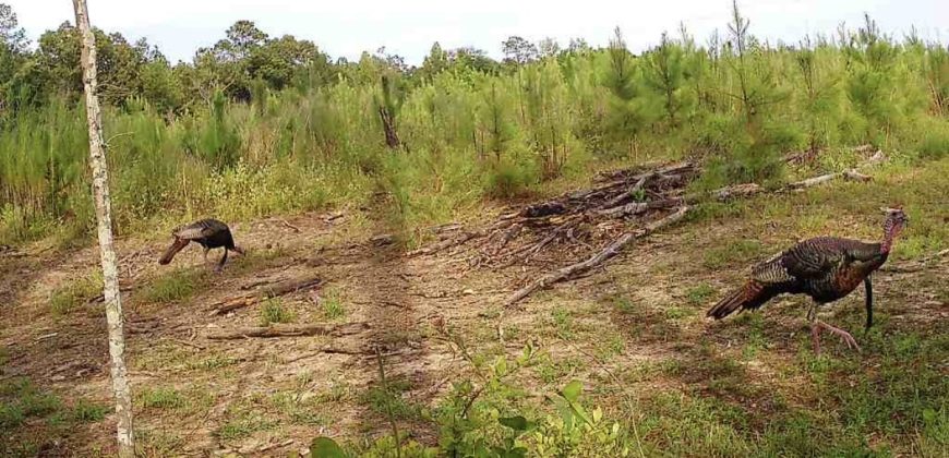 Dodge County Sanctuary