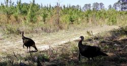 Dodge County Sanctuary