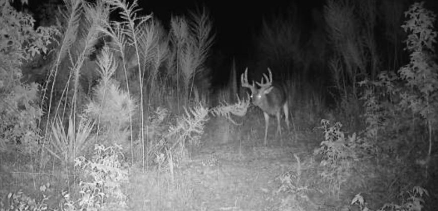 Dodge County Sanctuary