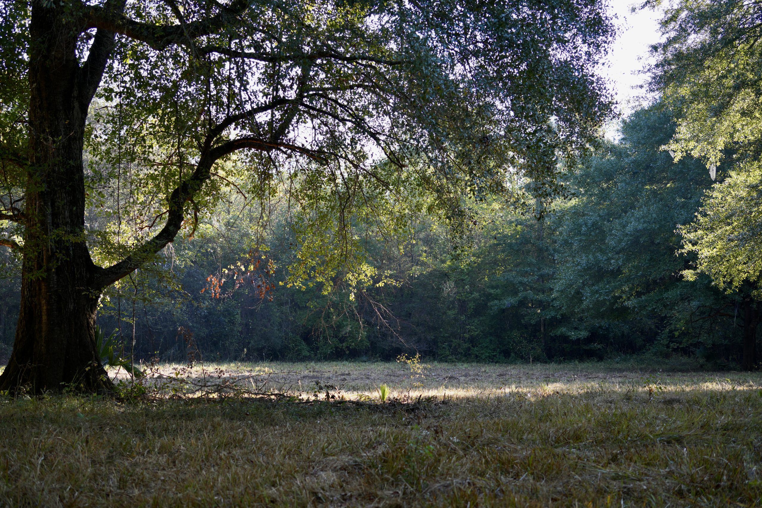 Savage Creek/Ocmulgee River Tract