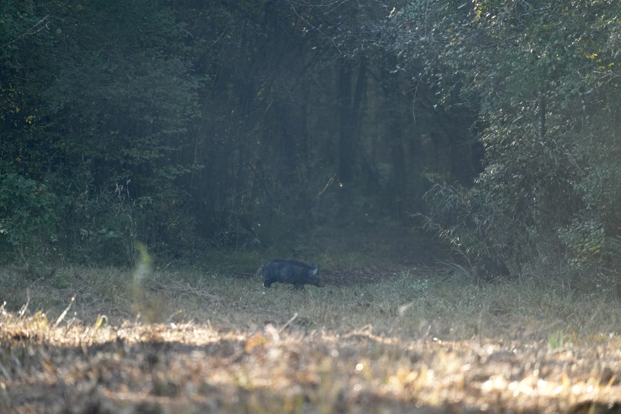 Savage Creek/Ocmulgee River Tract
