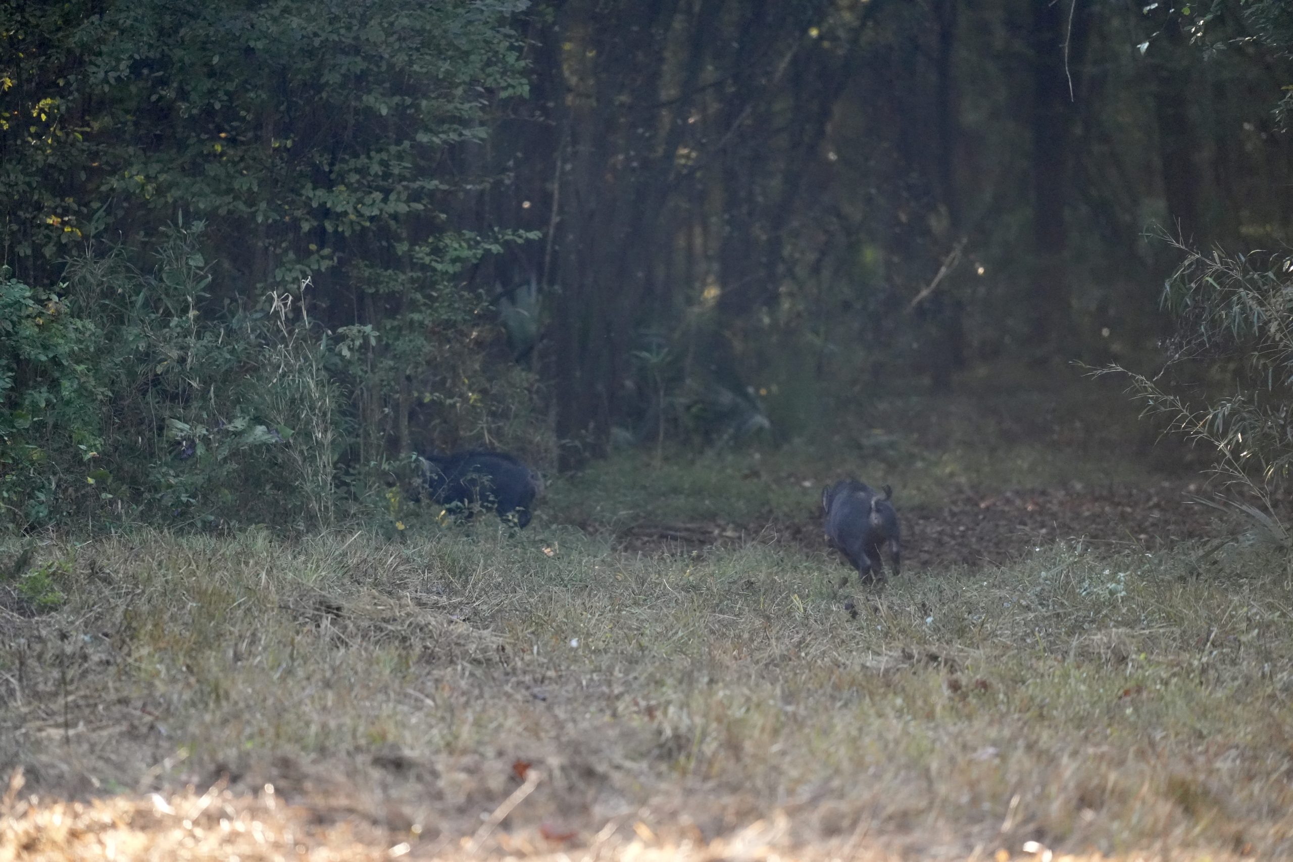 Savage Creek/Ocmulgee River Tract