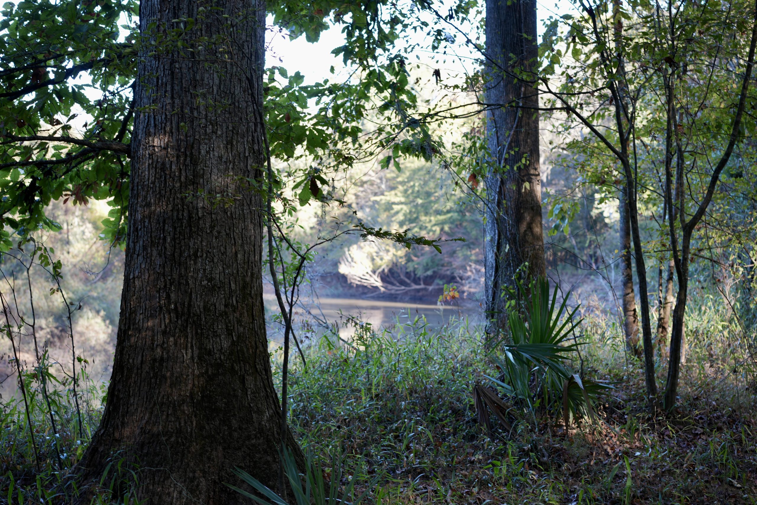 Savage Creek/Ocmulgee River Tract