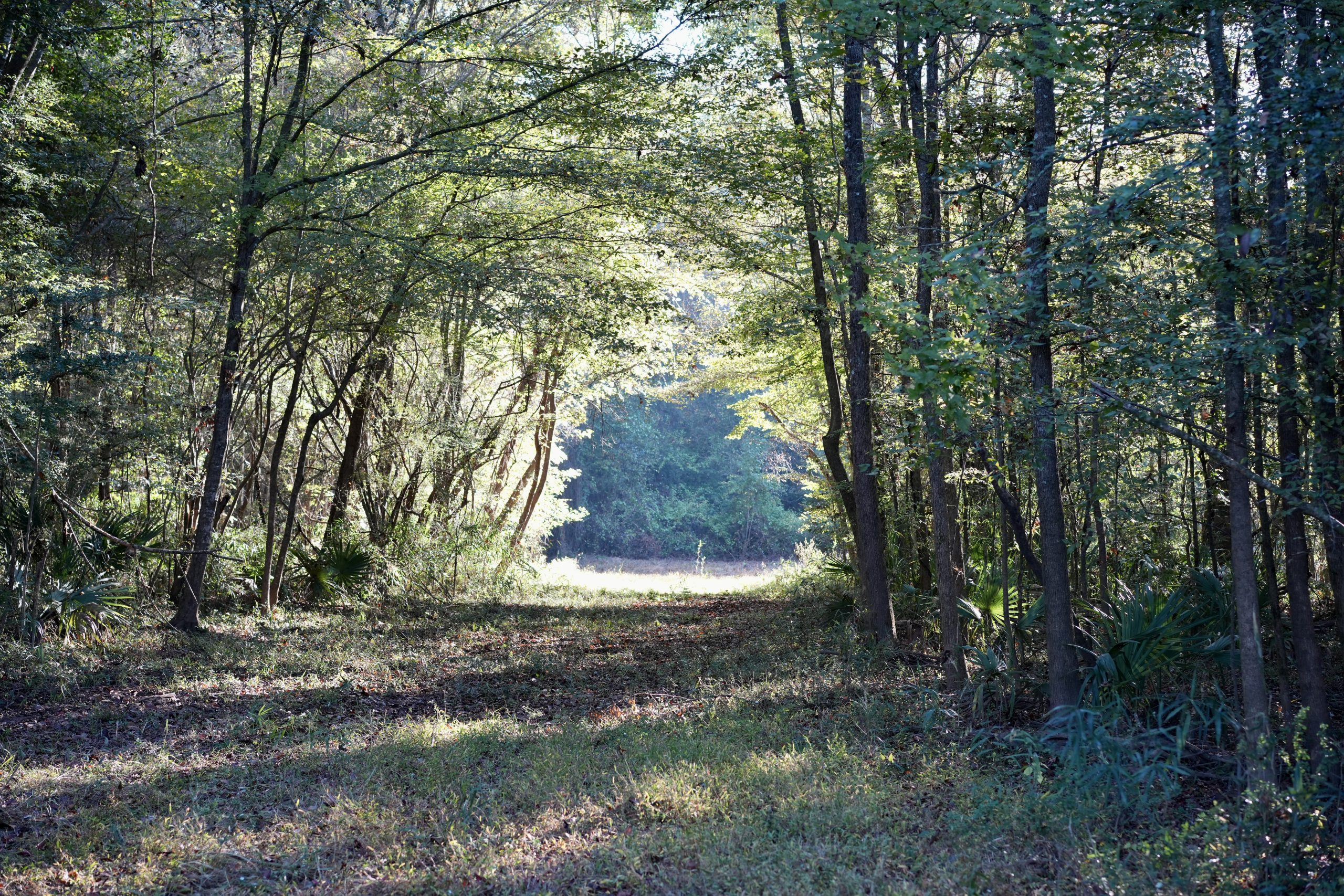 Savage Creek/Ocmulgee River Tract