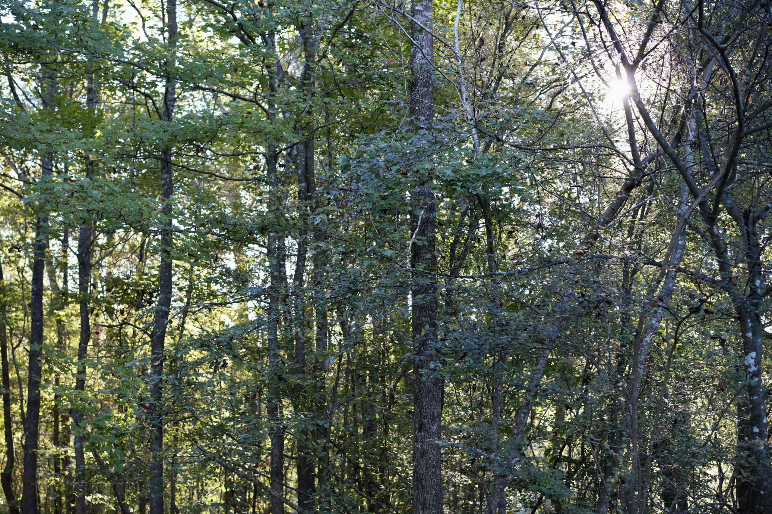 Savage Creek/Ocmulgee River Tract