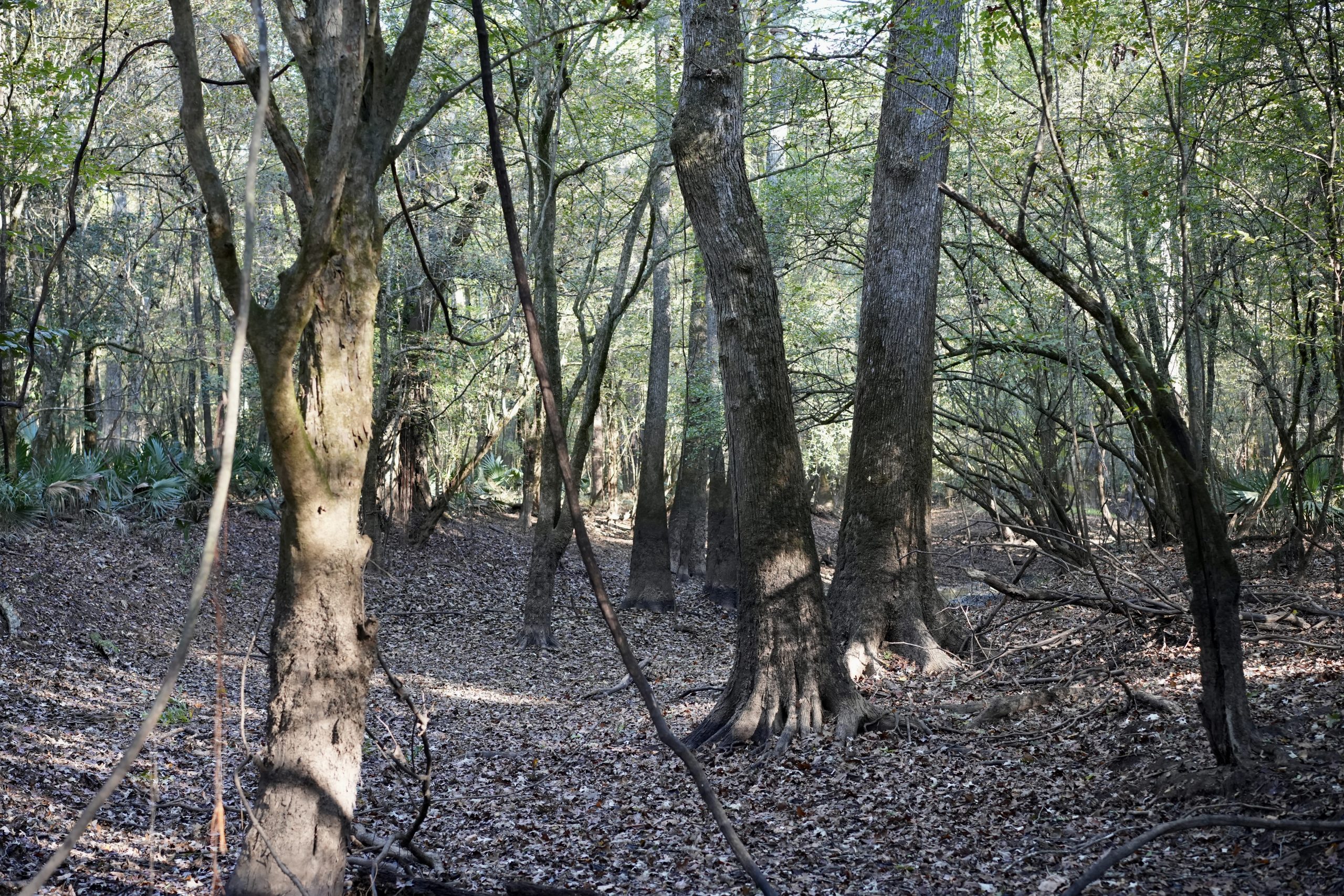 Savage Creek/Ocmulgee River Tract