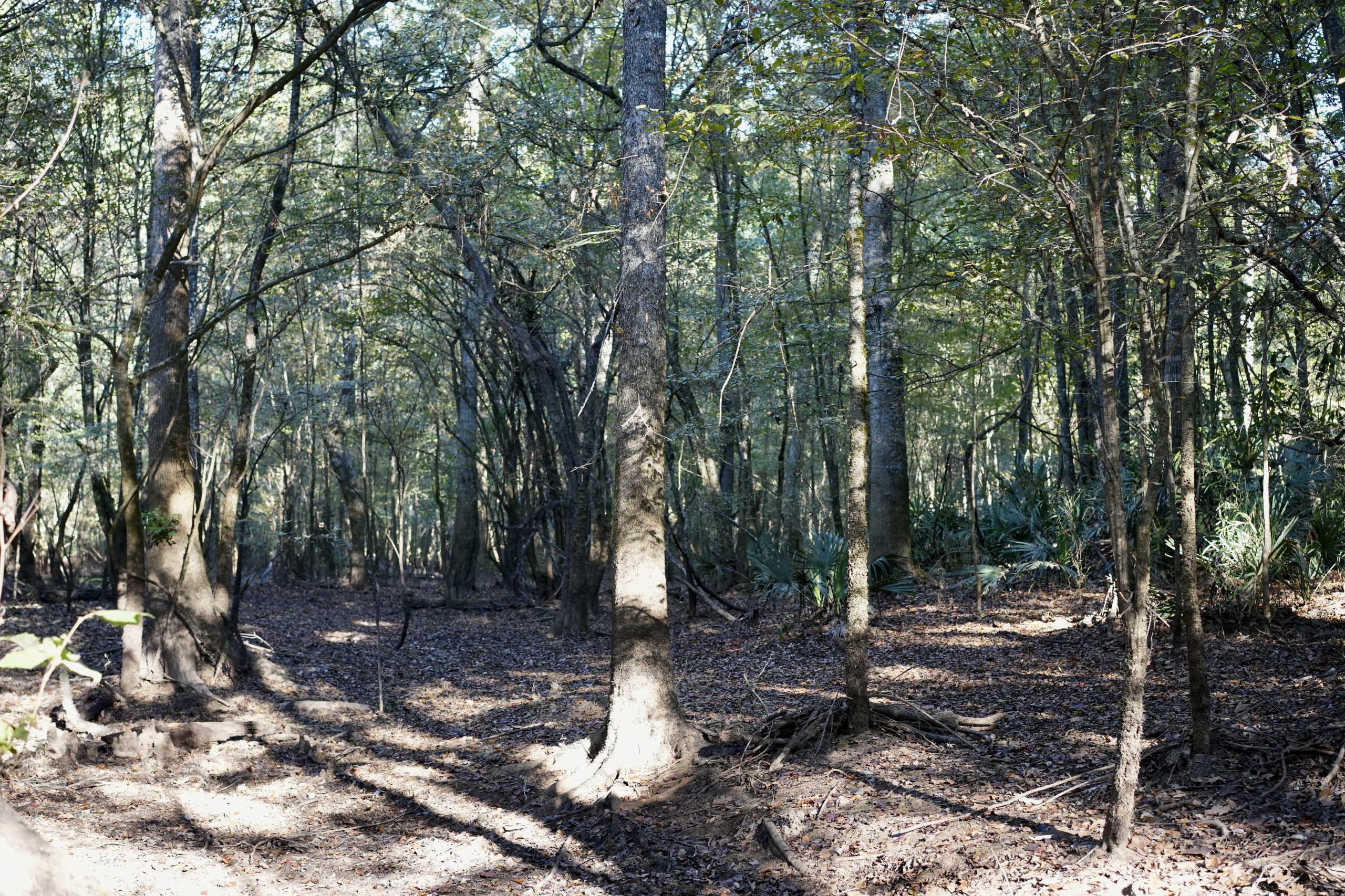 Savage Creek/Ocmulgee River Tract