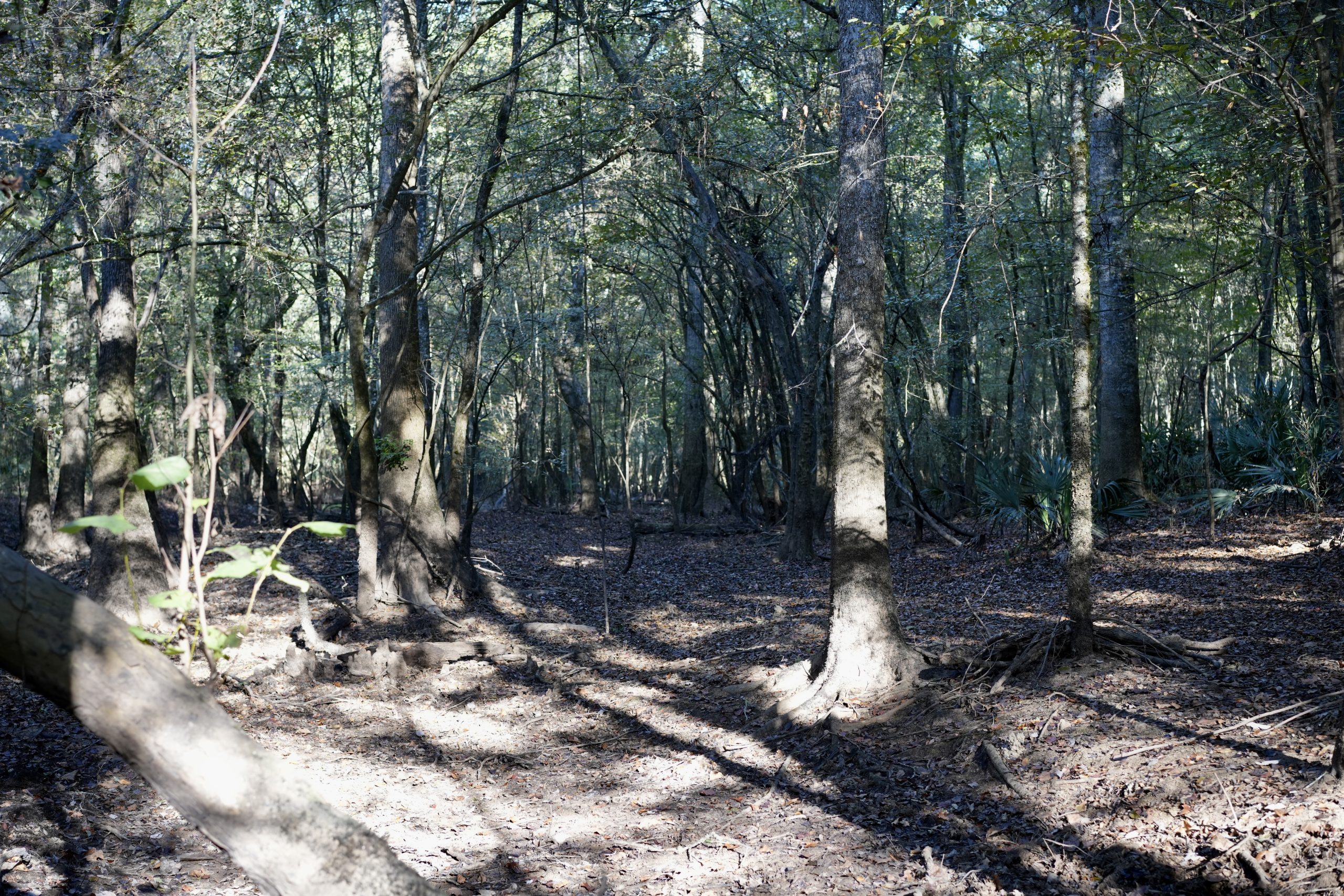 Savage Creek/Ocmulgee River Tract