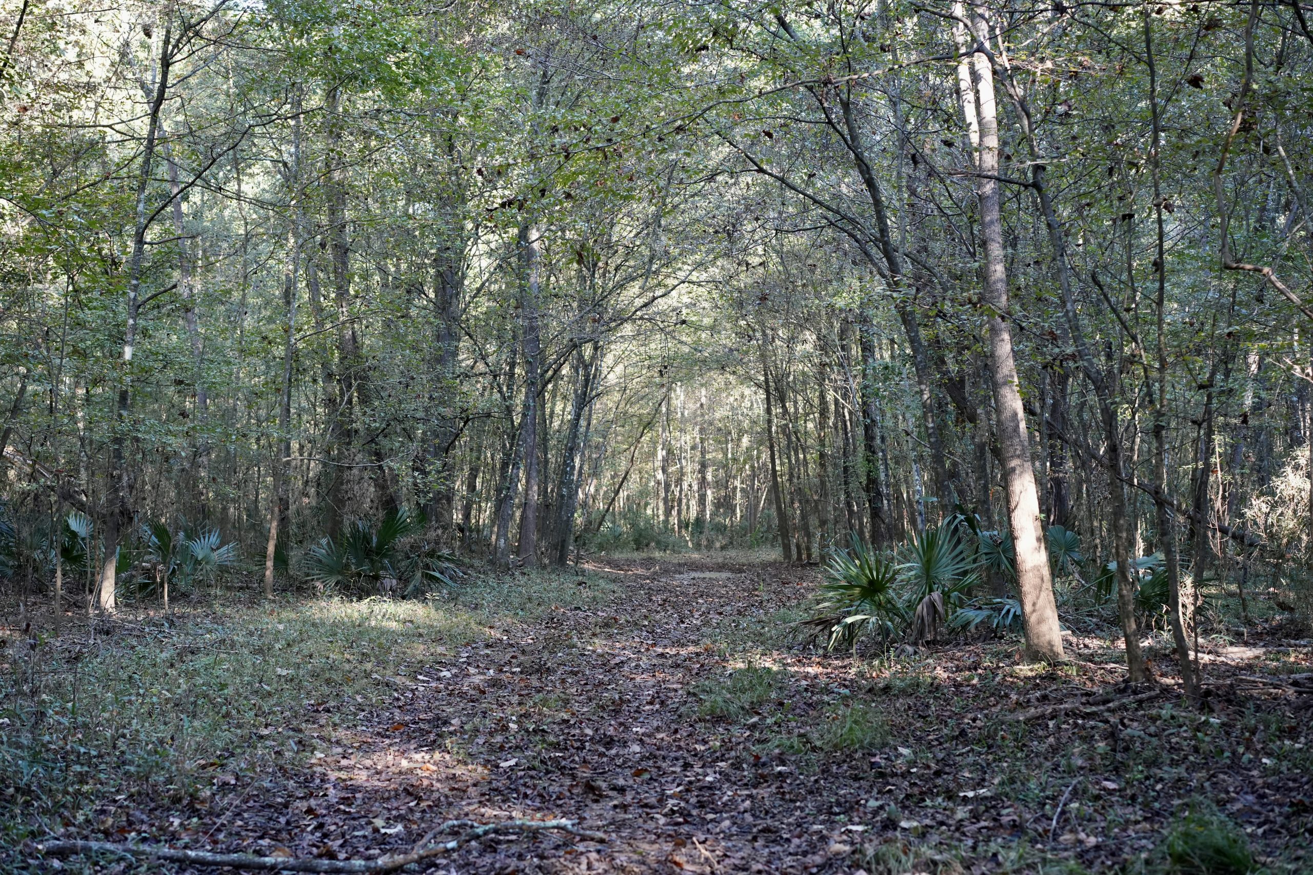 Savage Creek/Ocmulgee River Tract