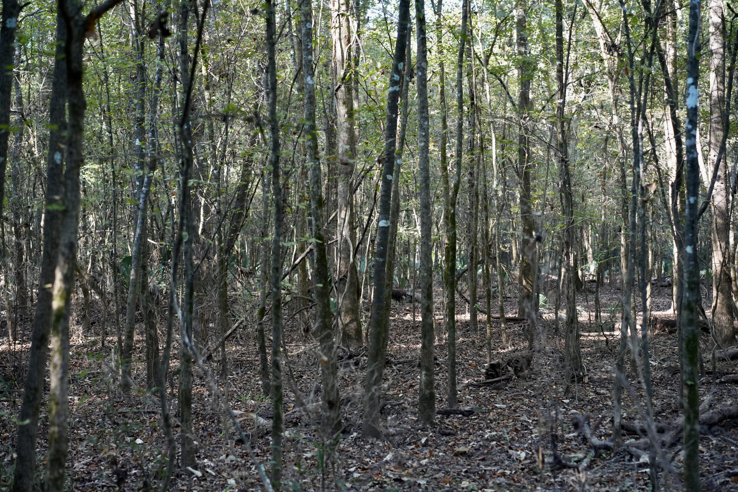 Savage Creek/Ocmulgee River Tract