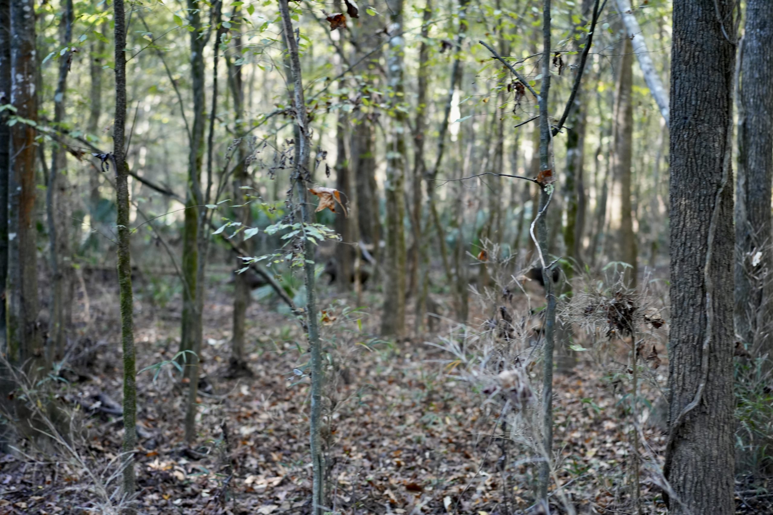 Savage Creek/Ocmulgee River Tract