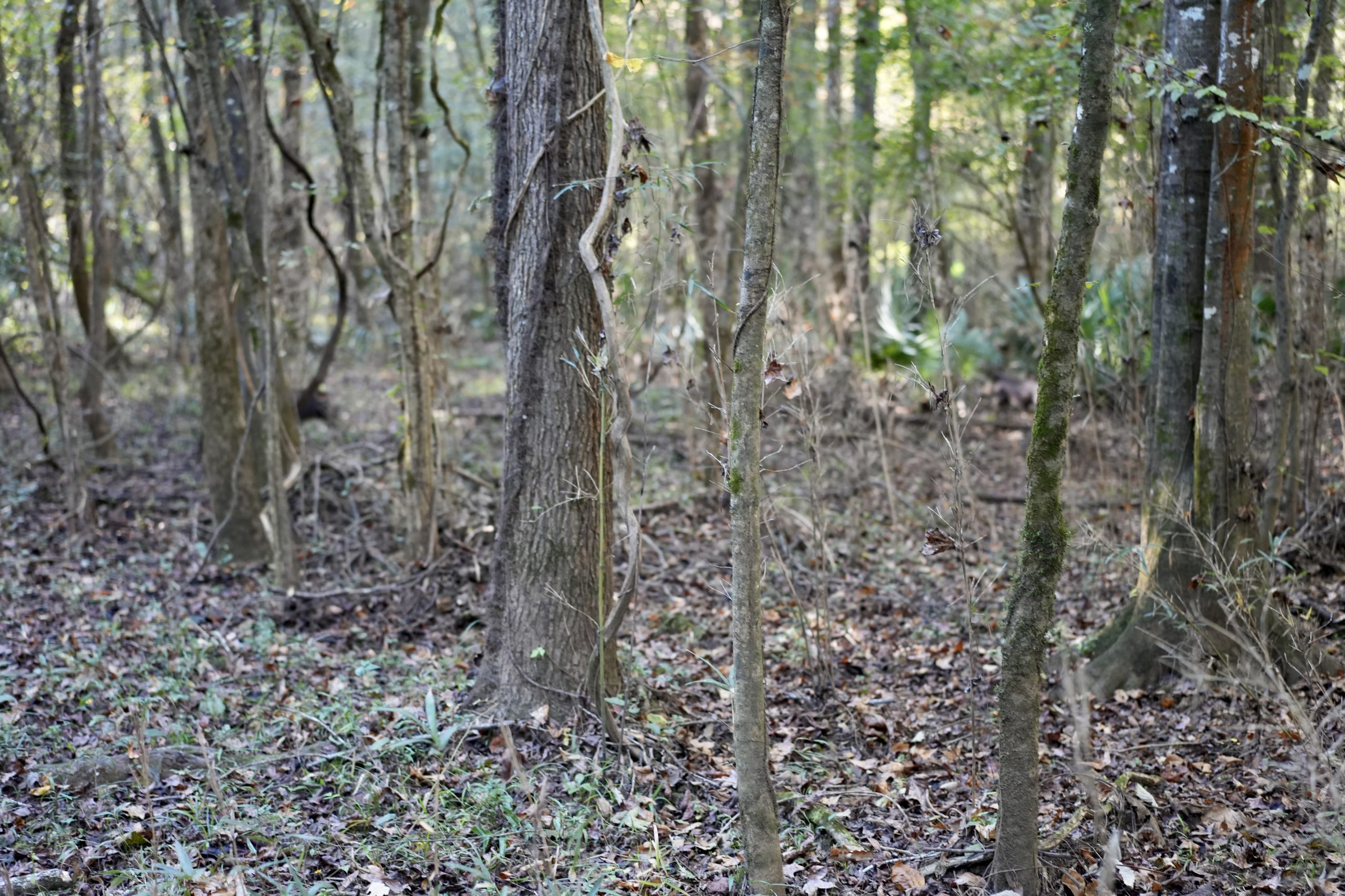 Savage Creek/Ocmulgee River Tract