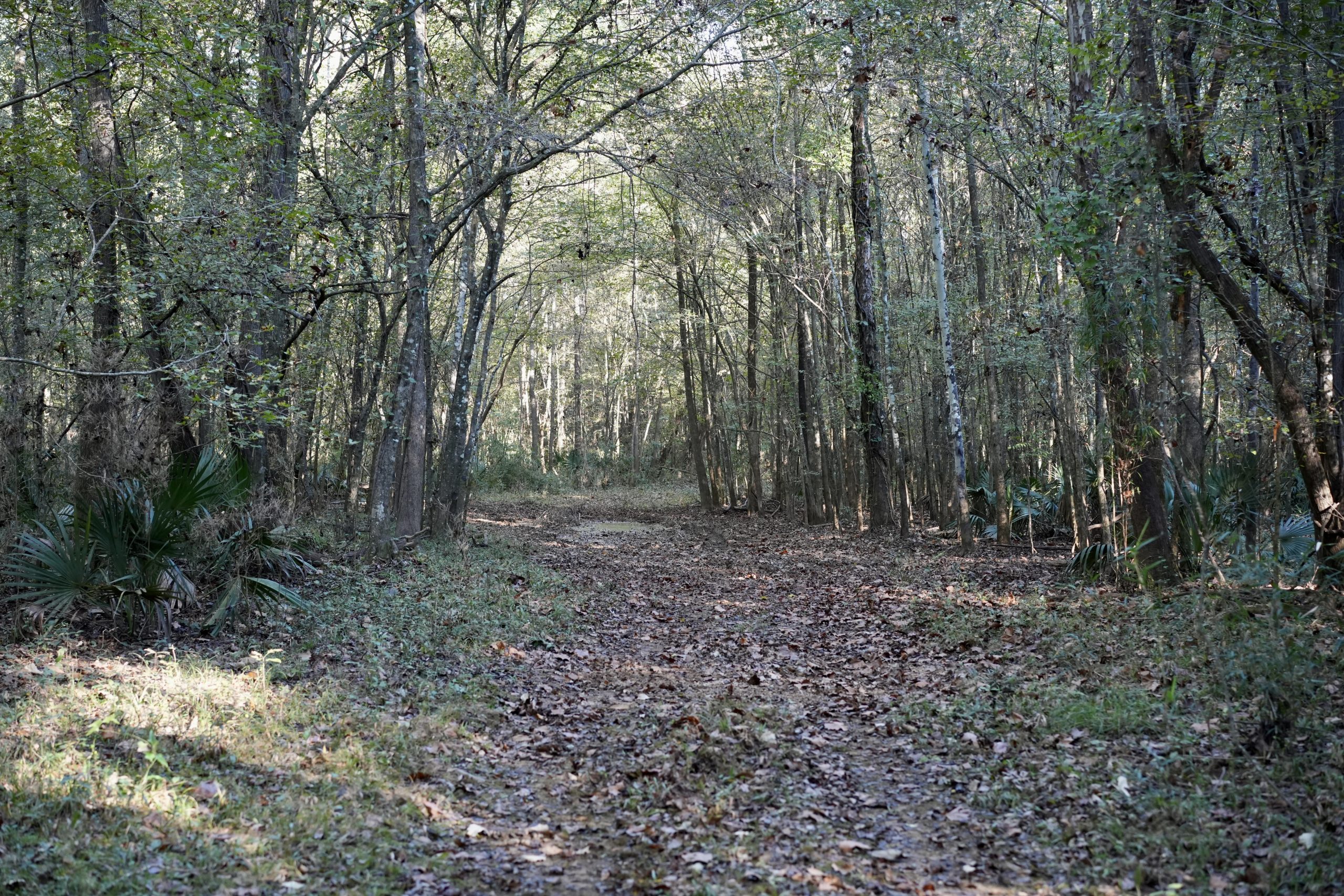 Savage Creek/Ocmulgee River Tract