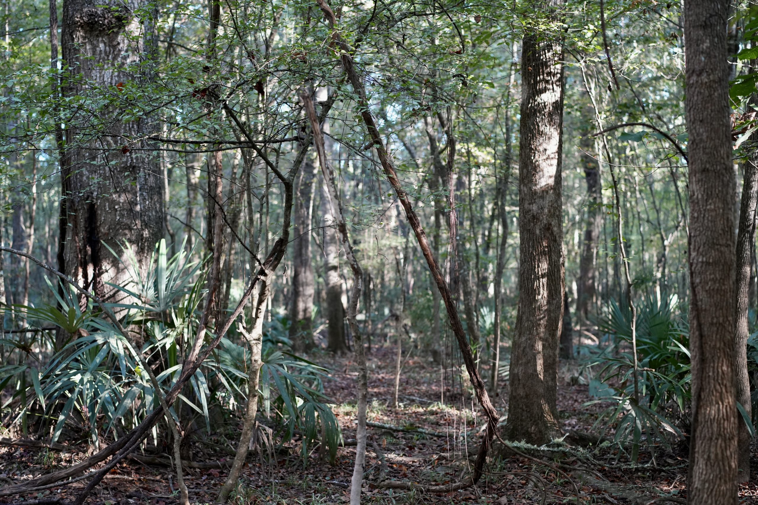 Savage Creek/Ocmulgee River Tract