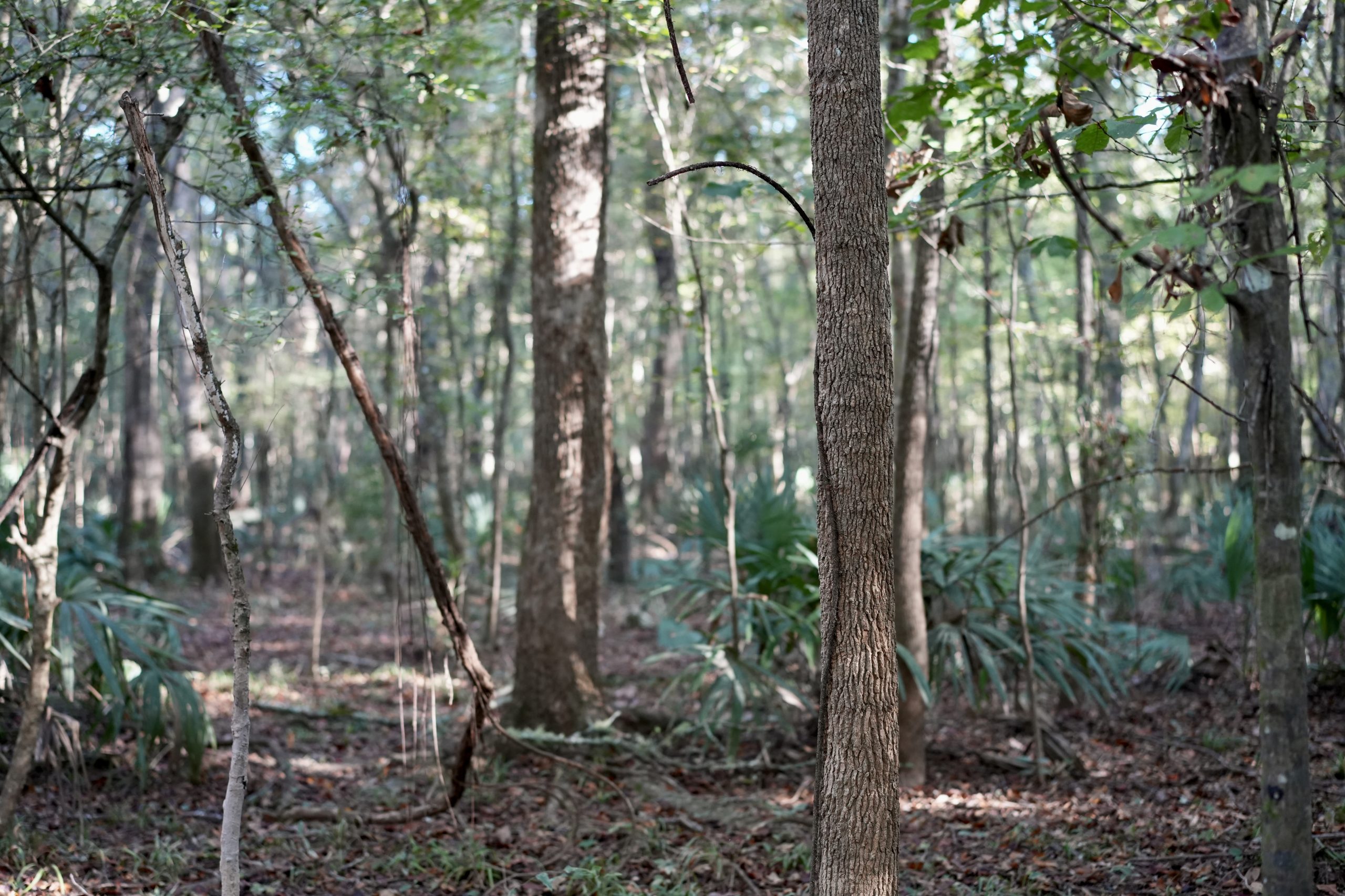 Savage Creek/Ocmulgee River Tract