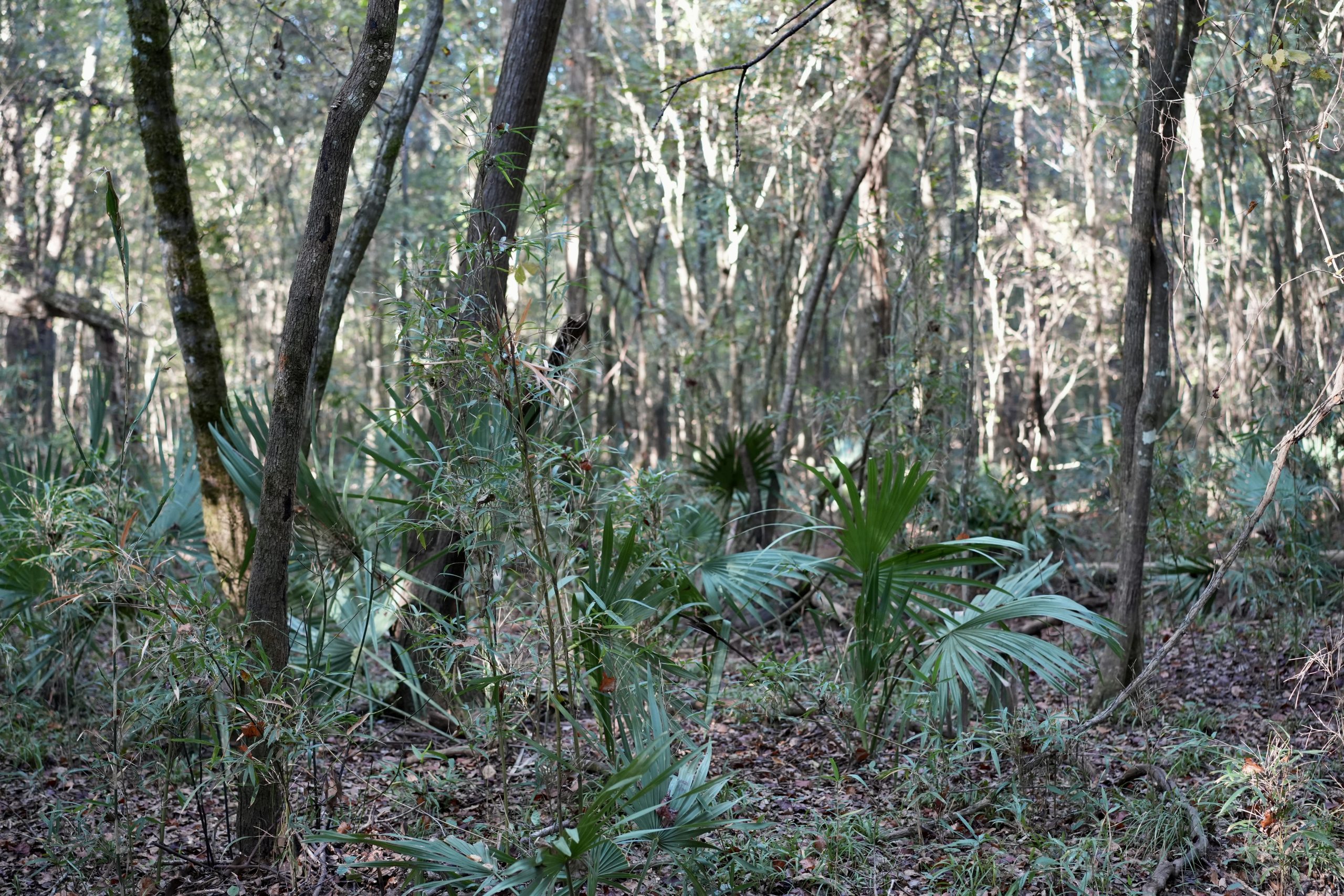 Savage Creek/Ocmulgee River Tract