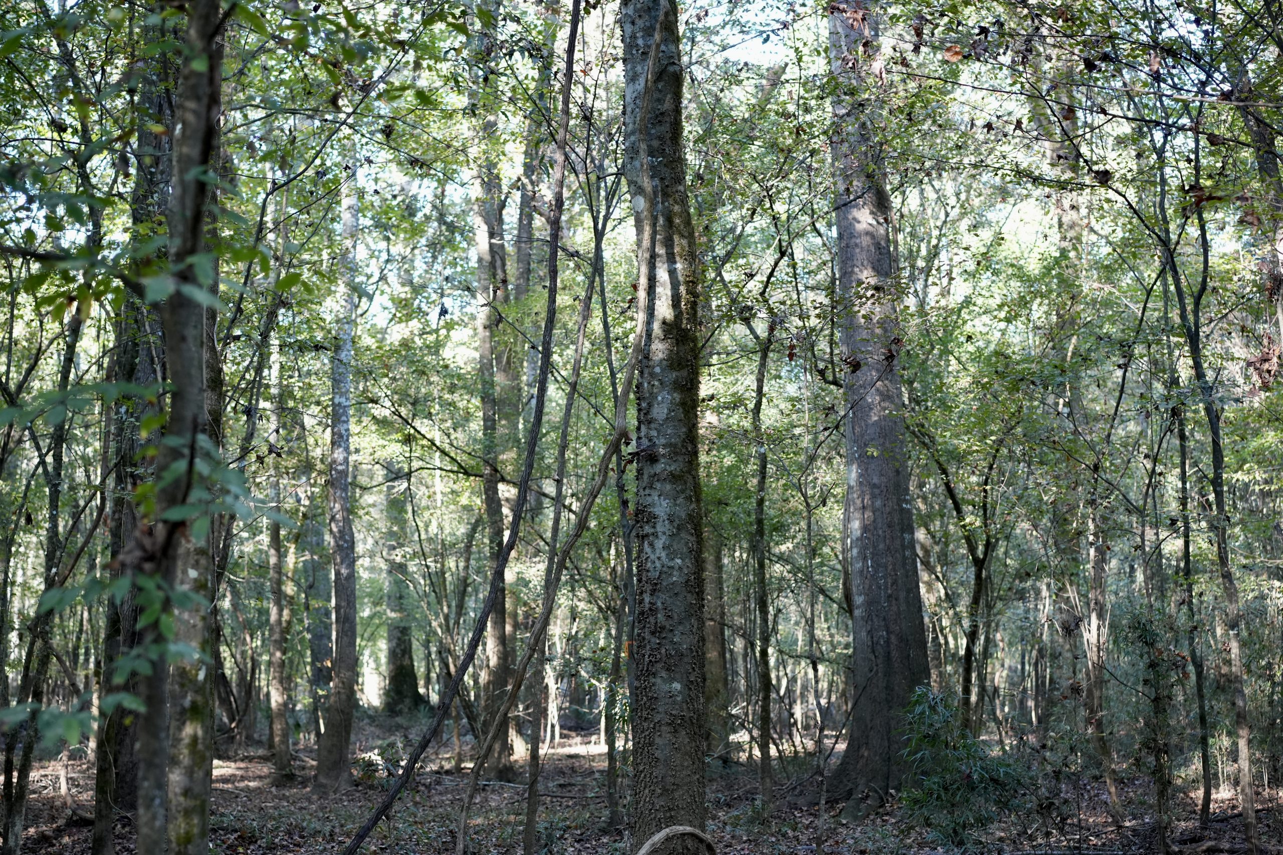 Savage Creek/Ocmulgee River Tract