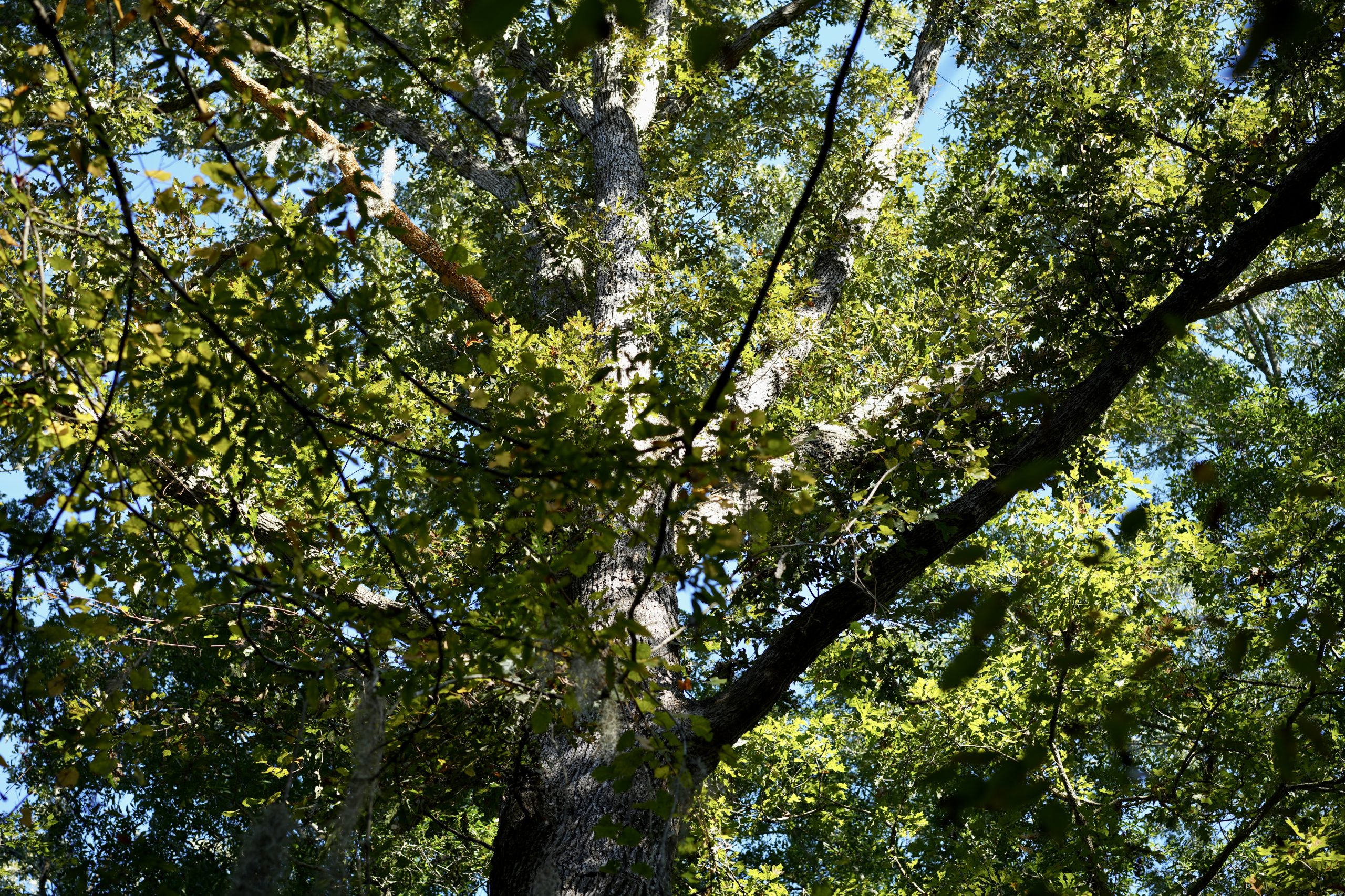 Savage Creek/Ocmulgee River Tract