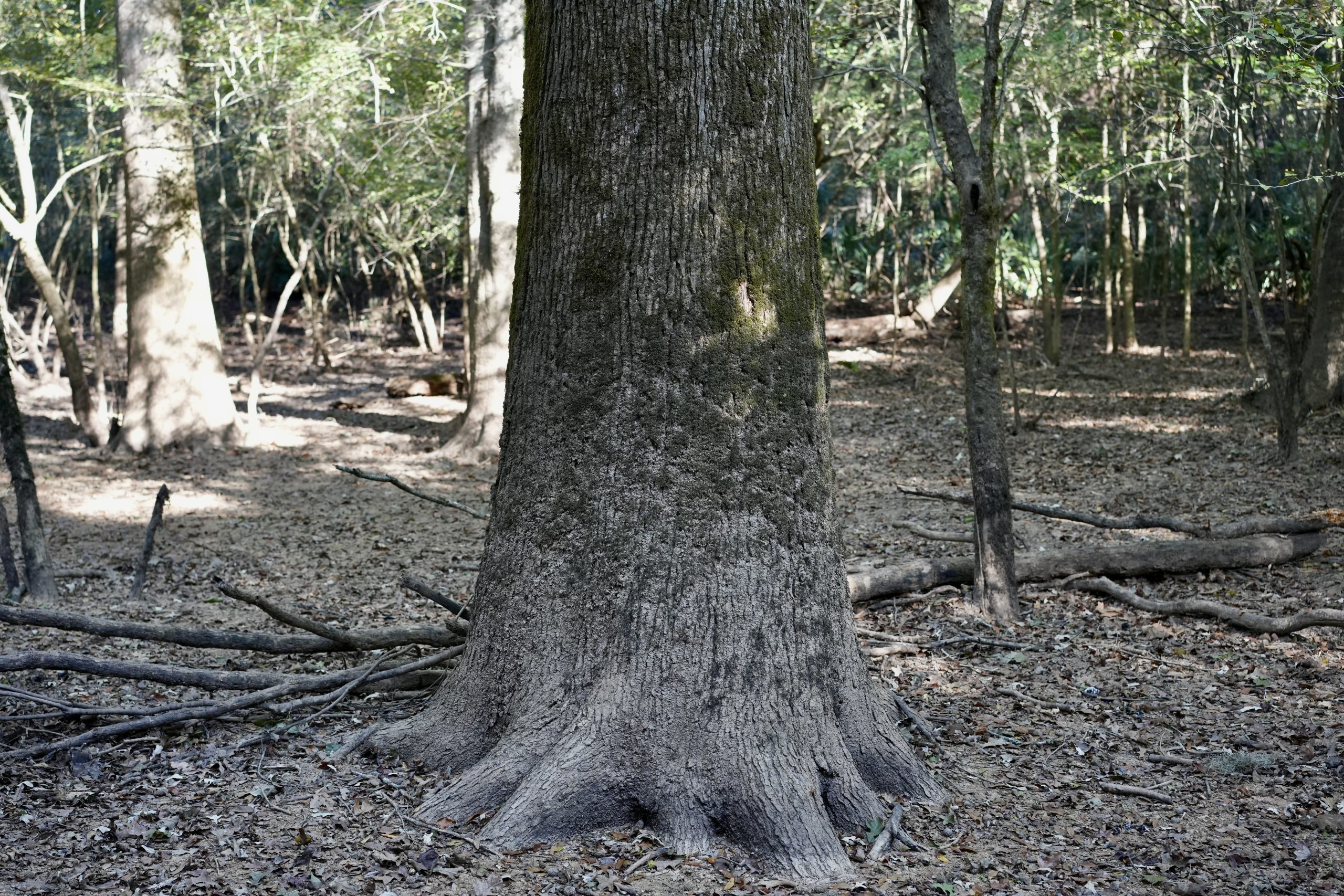 Savage Creek/Ocmulgee River Tract