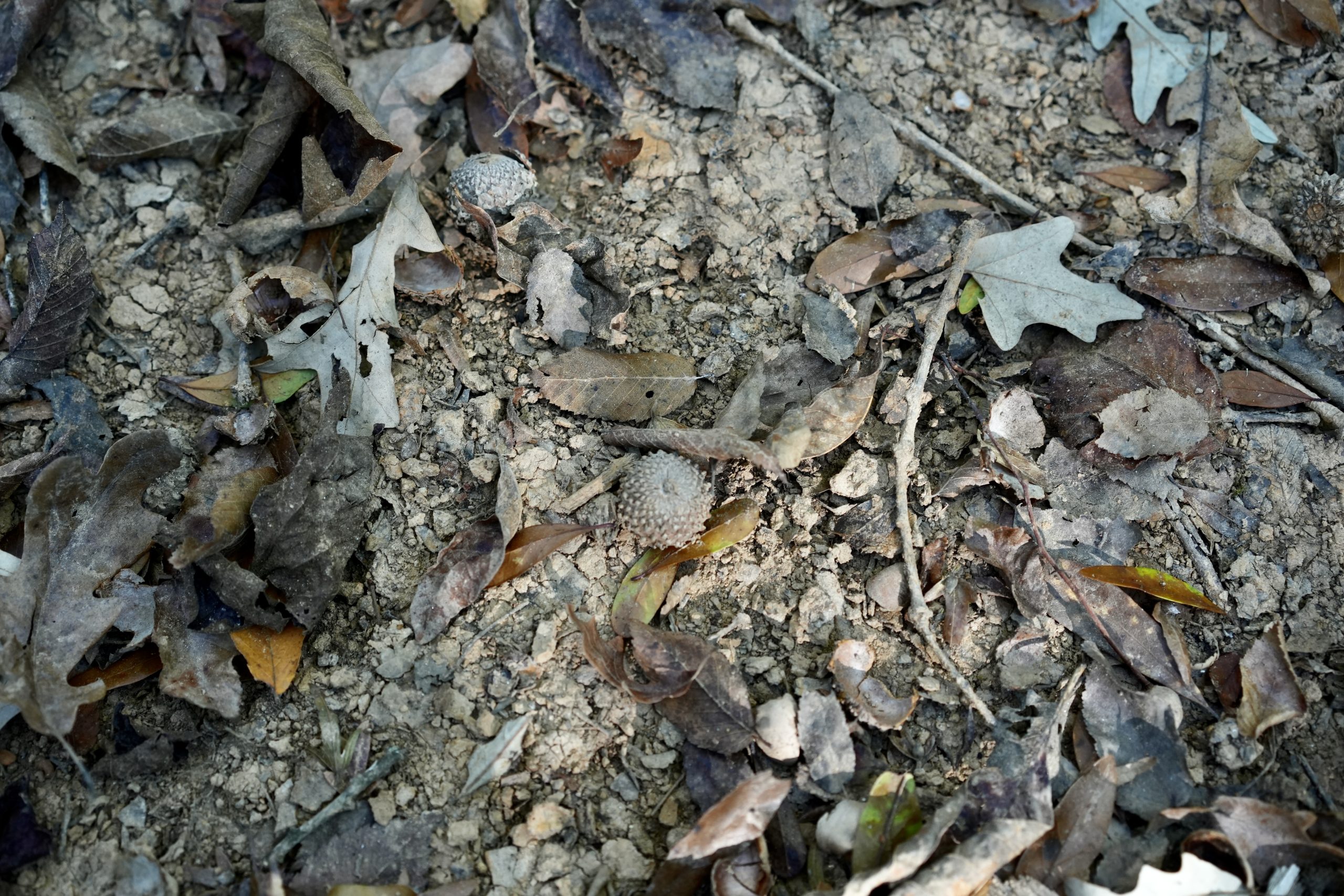 Savage Creek/Ocmulgee River Tract