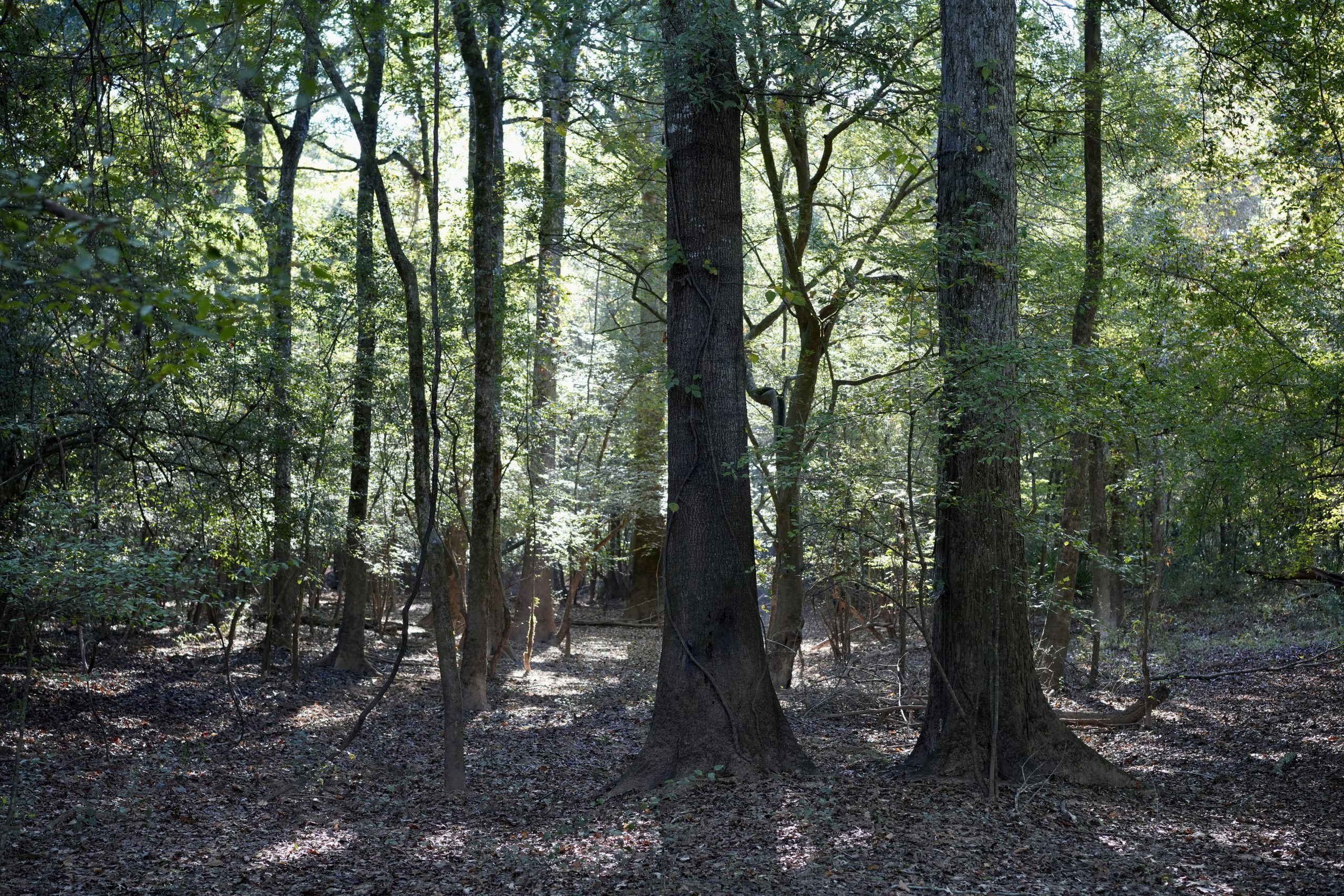 Savage Creek/Ocmulgee River Tract