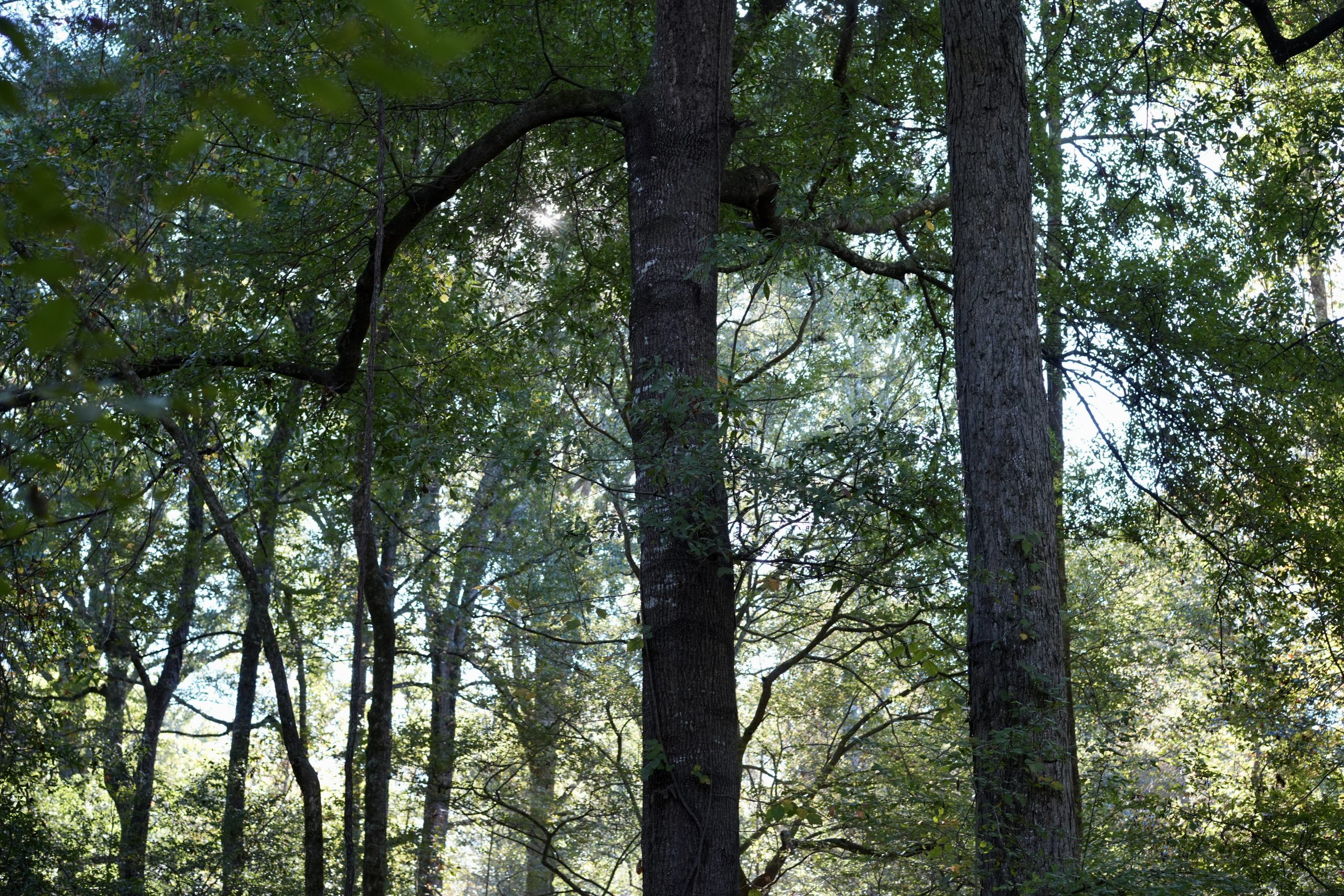 Savage Creek/Ocmulgee River Tract