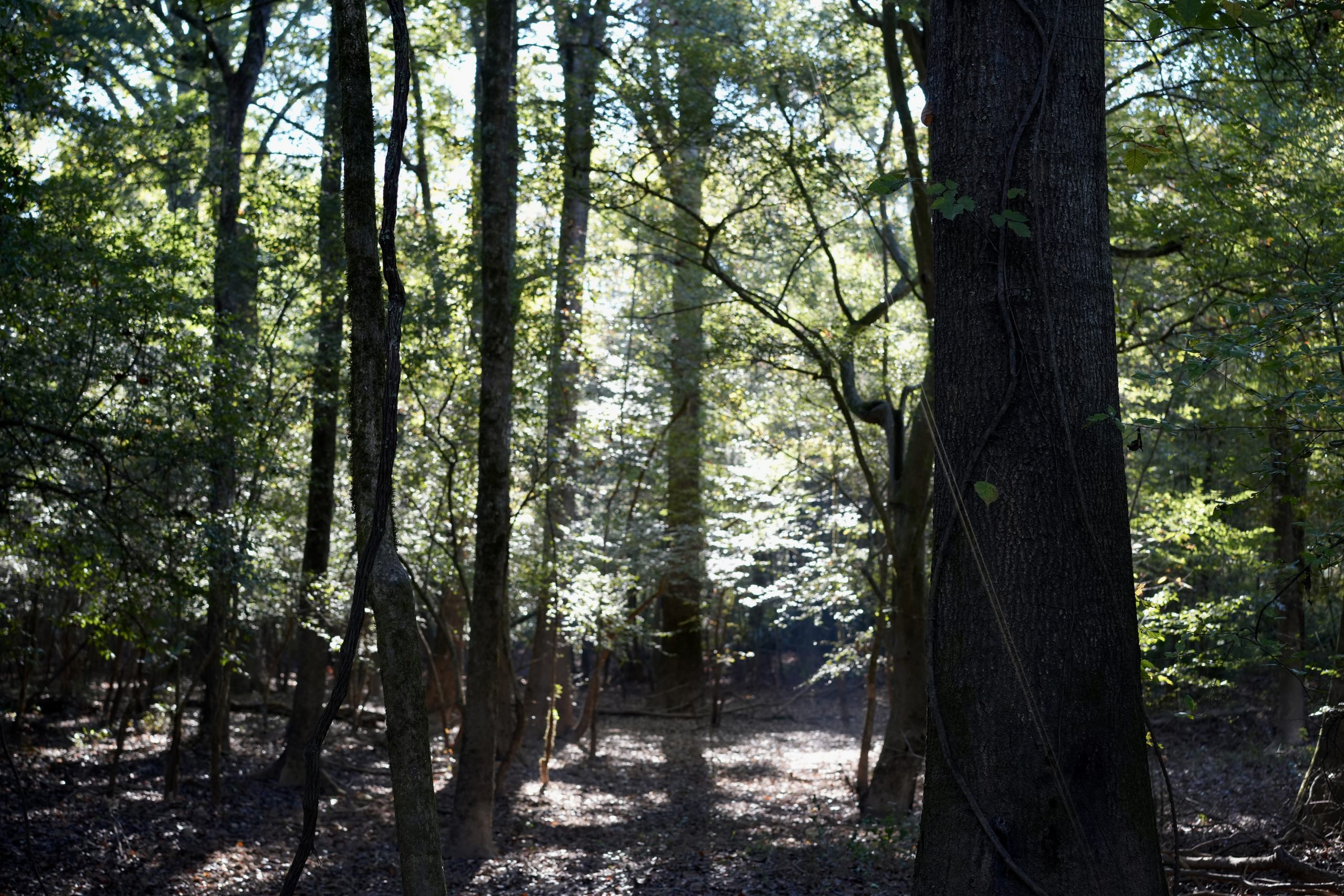 Savage Creek/Ocmulgee River Tract