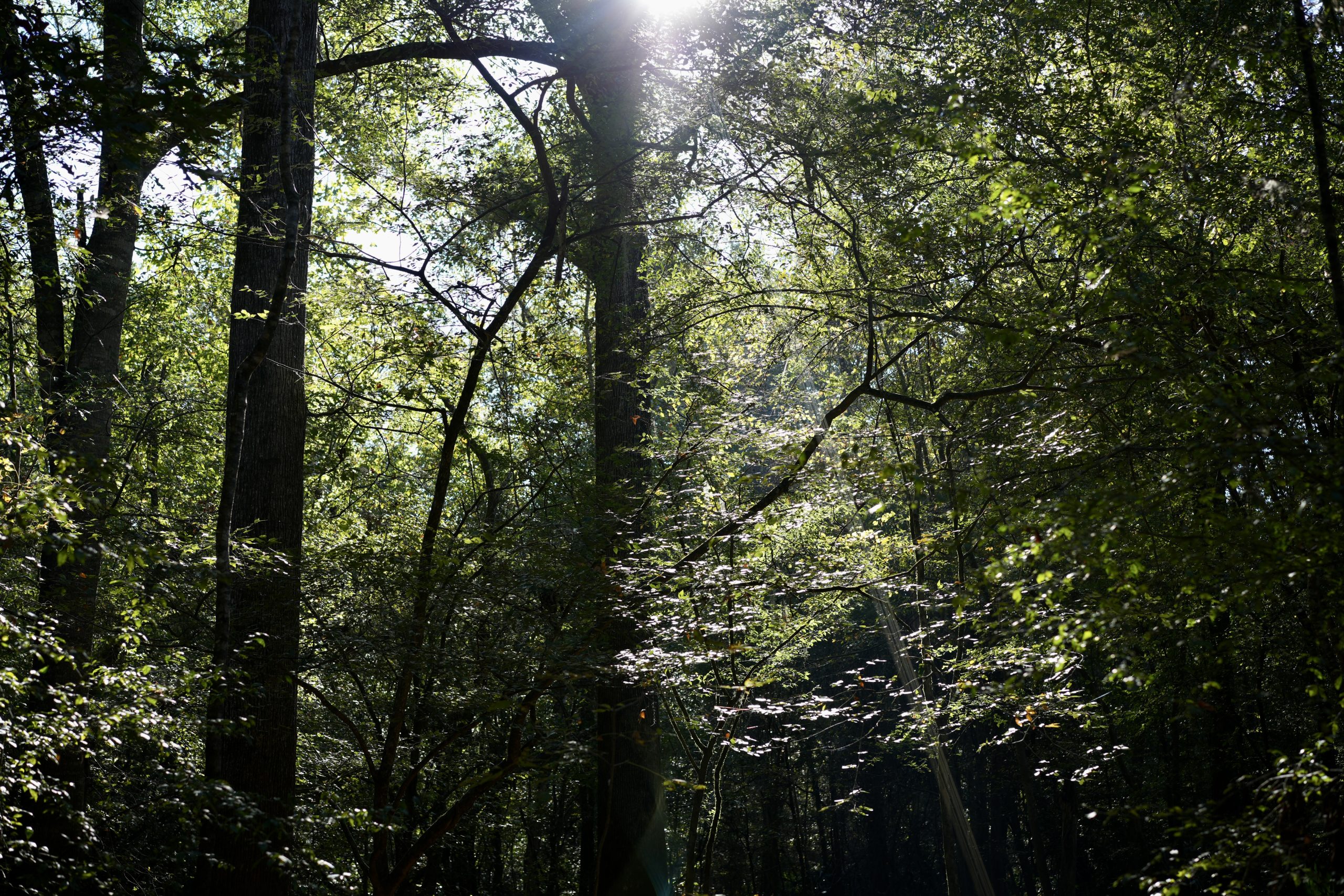 Savage Creek/Ocmulgee River Tract