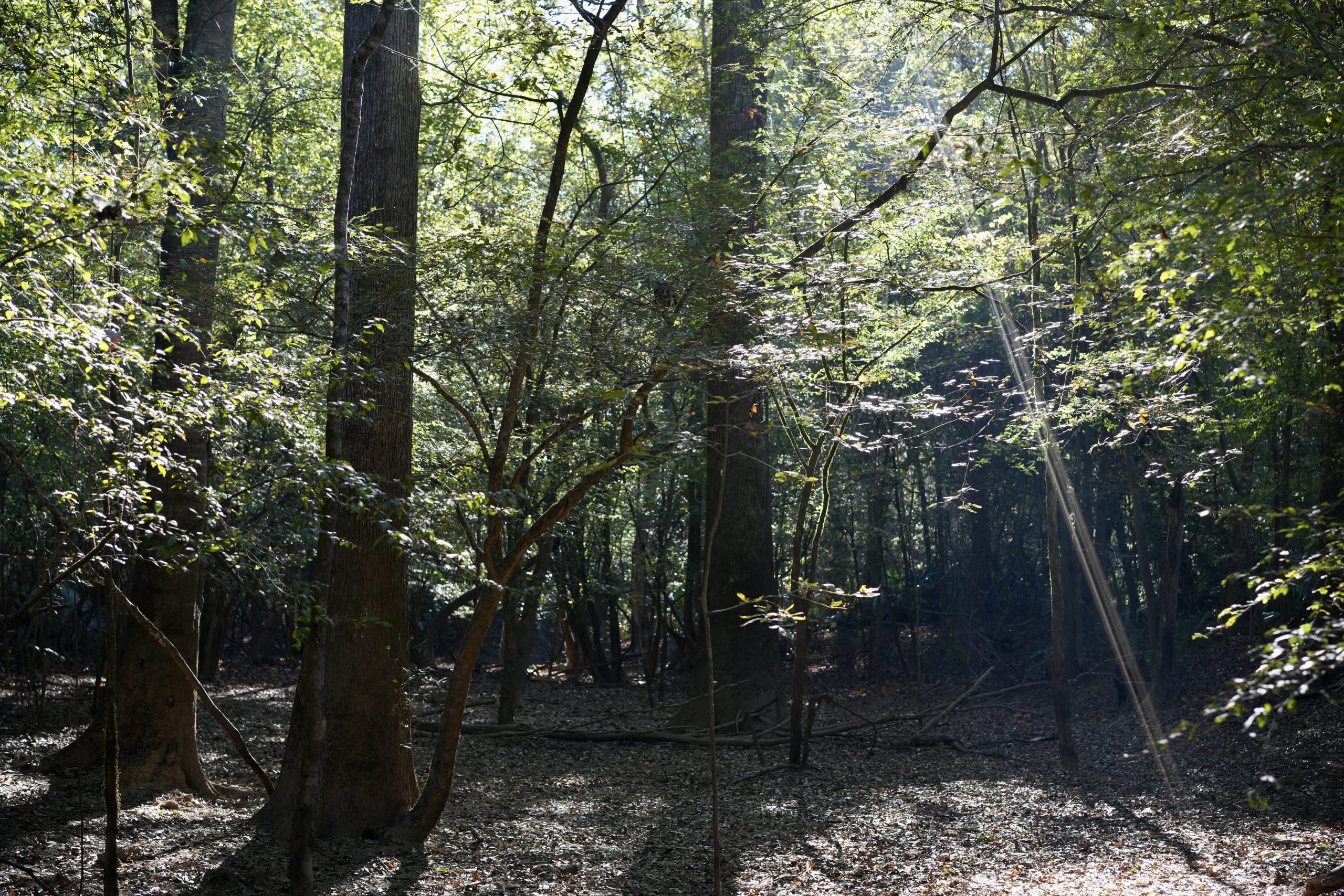 Savage Creek/Ocmulgee River Tract