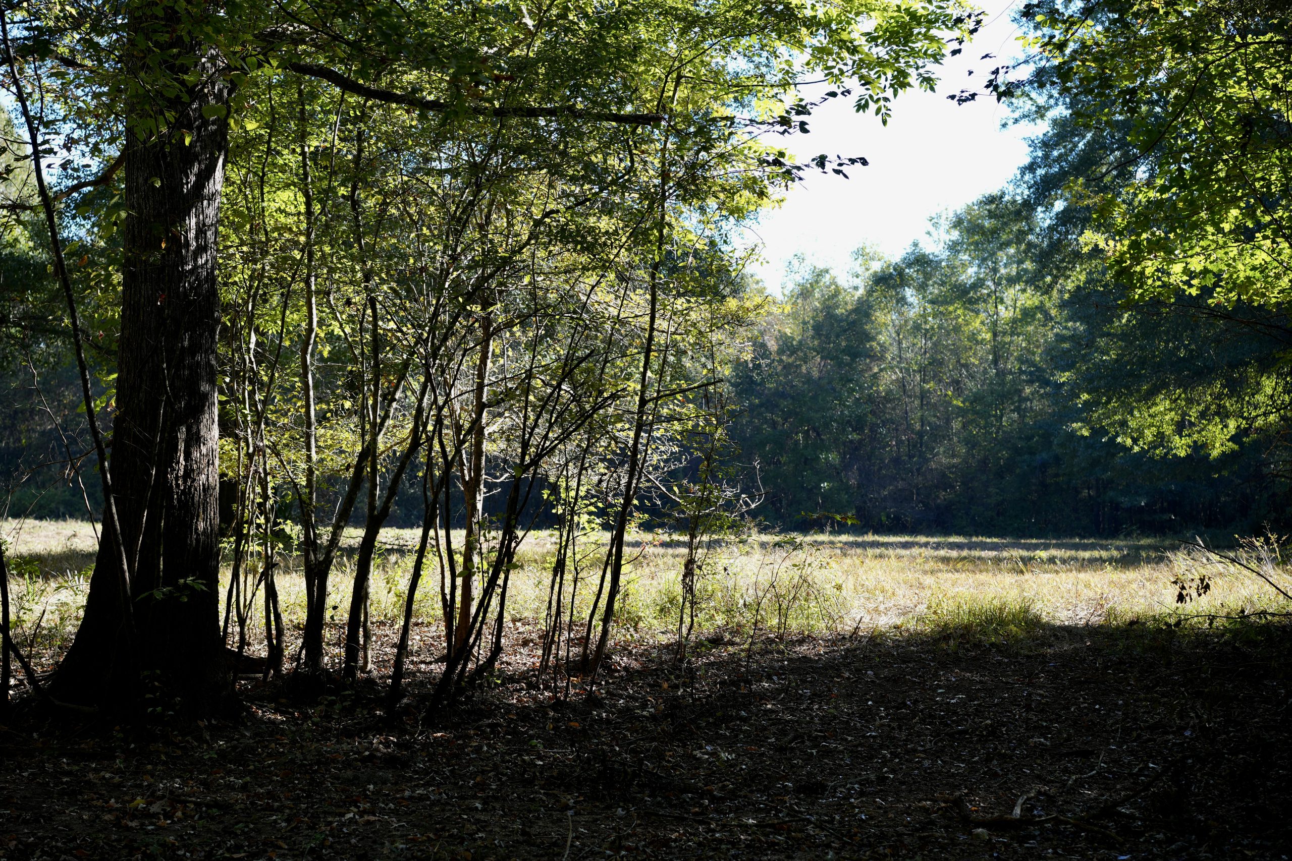 Savage Creek/Ocmulgee River Tract