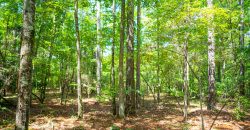 Camp Creek Mini Farm