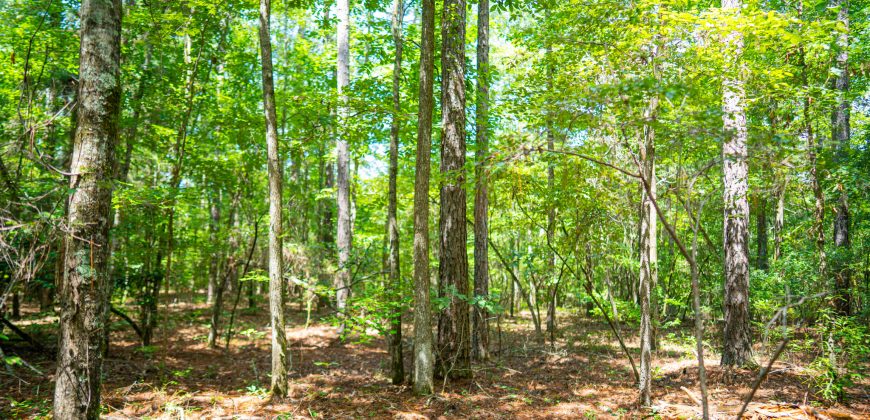 Camp Creek Mini Farm