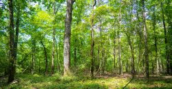 Camp Creek Mini Farm