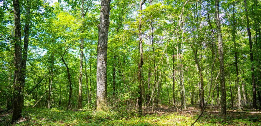 Camp Creek Mini Farm