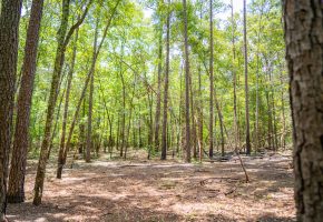 Camp Creek Mini Farm