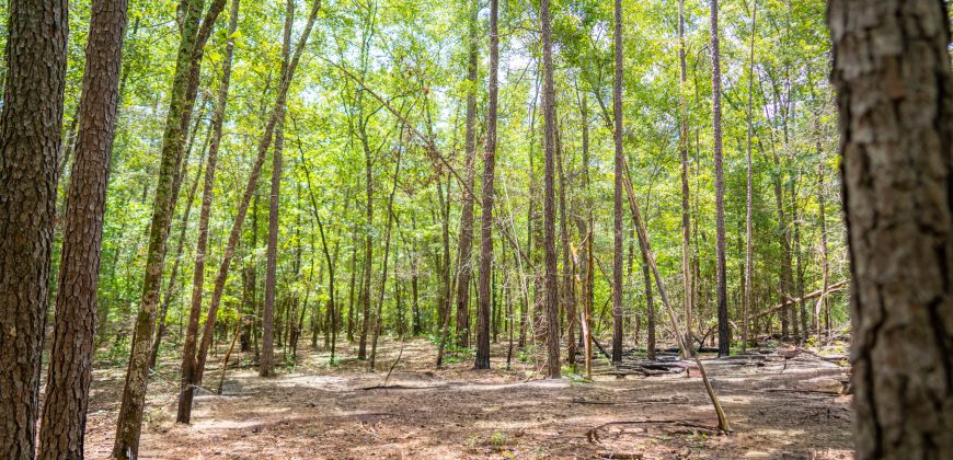 Camp Creek Mini Farm