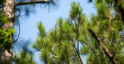 Camp Creek Mini Farm