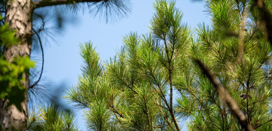 Camp Creek Mini Farm