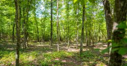 Camp Creek Mini Farm