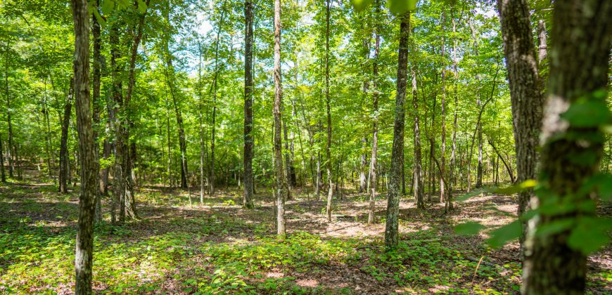 Camp Creek Mini Farm