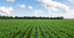 Hilokee Creek Farm