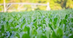 Hilokee Creek Farm