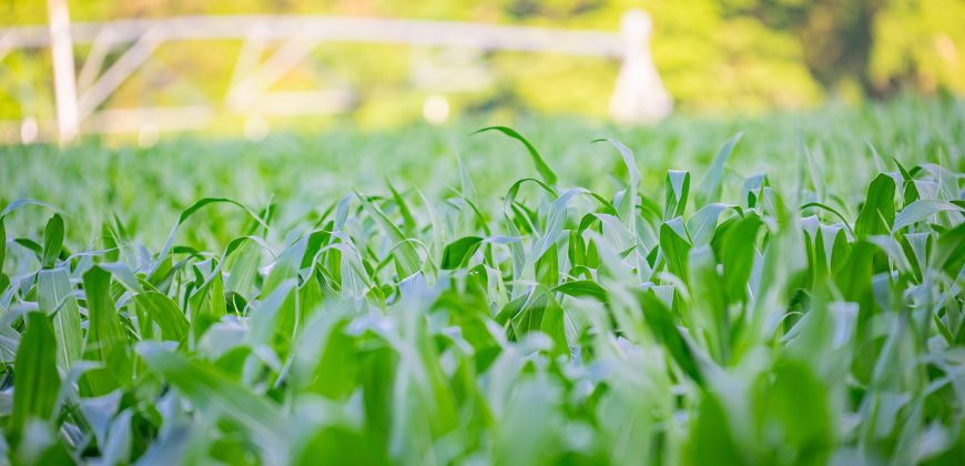 Hilokee Creek Farm